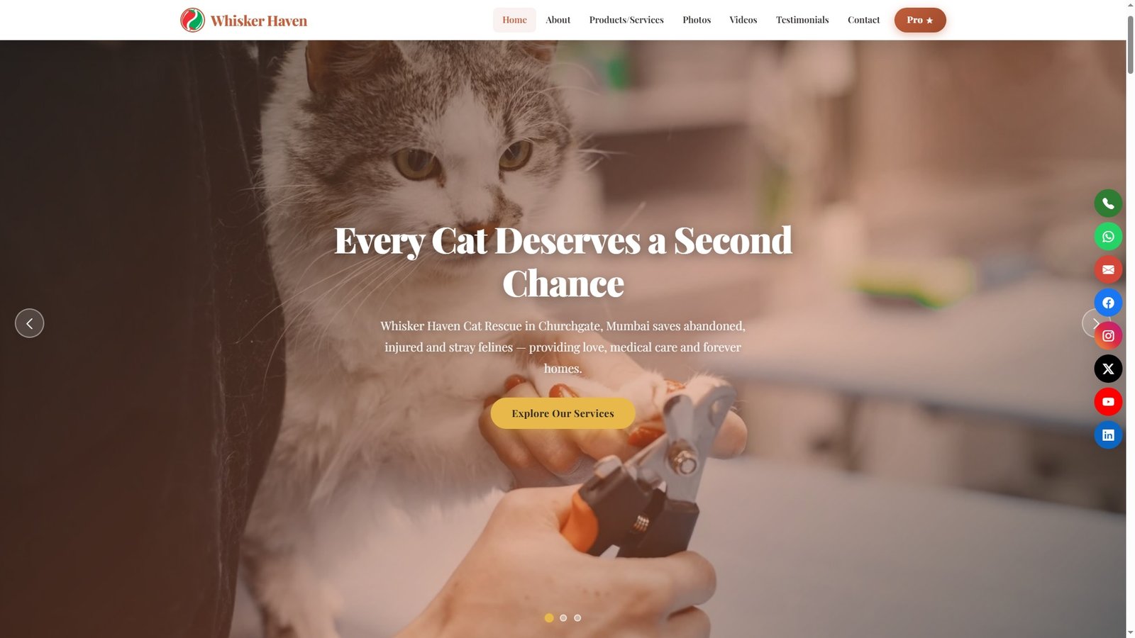Cat Rescue Organizations